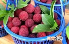 杨梅一次吃了20颗要紧吗 一天吃30几个杨梅会怎么样