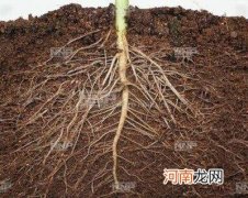 植物的根不断地生长的原因 植物的根为什么越长越多