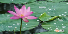 为什么有些植物长在水里，什么是水生植物？