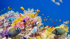 珊瑚的颜色是怎么形成的 珊瑚为什么是五颜六色的