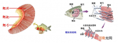 鱼鳃的作用和功能 鱼为什么在水里可以呼吸