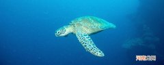 海龟是不是长寿的海洋生物 海龟是长寿的海洋生物吗