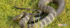 蛇吃青蛙吗 蛇吃不吃青蛙