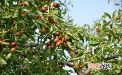 枣树的养殖方法