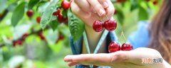 车厘子成熟的季节是几月 车厘子的成熟季节是几月份