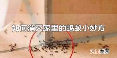如何消灭家里的蚂蚁小妙方 家里出现蚂蚁是怎么回事