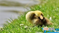 家畜家禽包括哪些动物 家畜包括什么动物