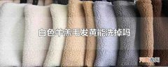 白色羊羔毛发黄能洗掉吗