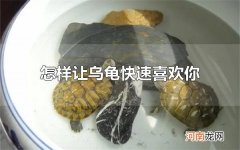 怎样让乌龟快速喜欢你 乌龟怎么喂养