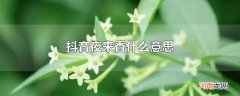 抖音夜来香什么意思