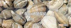 花ga还是花蛤