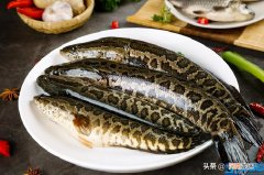 黑鱼切薄片教程 黑鱼如何切片处理