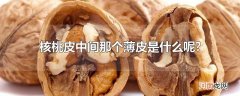核桃皮中间那个薄皮是什么呢?