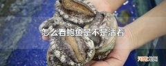 怎么看鲍鱼是不是活着