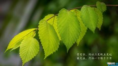 评论牛的经典句子 关于牛的经典句子