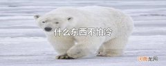 什么东西不怕冷