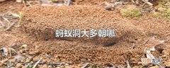 蚂蚁洞大多朝哪