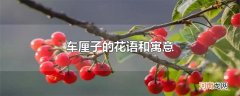 车厘子的花语和寓意