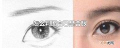 怎么判断自己是杏眼