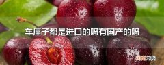 车厘子都是进口的吗有国产的吗