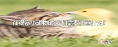 在观察小动物时,我们需要注意什么?