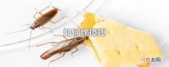 如何除蟑螂
