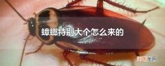 蟑螂特别大个怎么来的