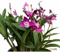 香水石斛兰的养护方法 香水石斛的养殖方法和注意事项