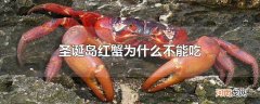 圣诞岛红蟹为什么不能吃
