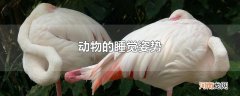 动物的睡觉姿势