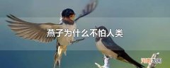 燕子为什么不怕人类