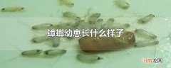蟑螂幼崽长什么样子