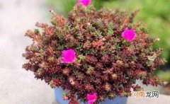 十大容易爆盆的多肉植物 盘点容易爆盆好养的多肉