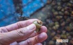 剪了更好吃 螺蛳为什么要剪尾巴，尾巴是内脏很脏