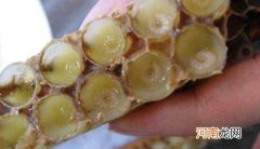 平时不能吃太多 吃蜂王胎的忌讳，孕妇不要吃/影响胎儿