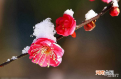 十大不吉利花 夜来香竟然也上榜了