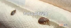 为什么会有臭虫
