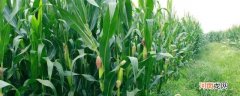 玉米起腻虫是什么原因