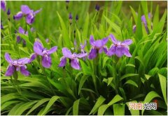 十大最旺家庭花