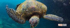 海龟的特点和生活特征