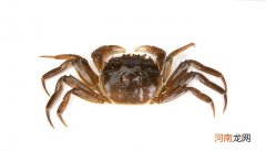 螃蟹蒸多少分钟