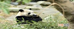 熊猫的习性