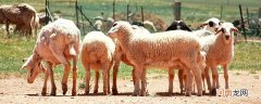 托斯卡纳羊毛的特点 托斯卡纳羊毛的特点是什么