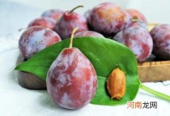 吃多少个西梅会拉肚子？新鲜西梅能带皮吃吗