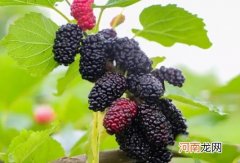 桑葚泡酒用鲜果还是干果？桑葚是补气血的吗