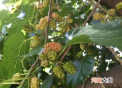 桑葚多少钱一斤才是正宗的？桑葚熟透了却很酸是怎么回事