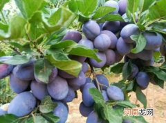 西梅黑的好还是红的好？西梅熟透了是什么样子的图片