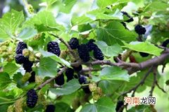 新鲜桑葚多少钱一斤？桑葚很酸是催熟的吗