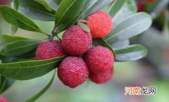 葡萄和杨梅可以同食吗 葡萄和杨梅一天吃多少好