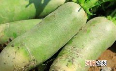 沙窝萝卜含糖量高吗 沙窝萝卜糖尿病人能吃吗